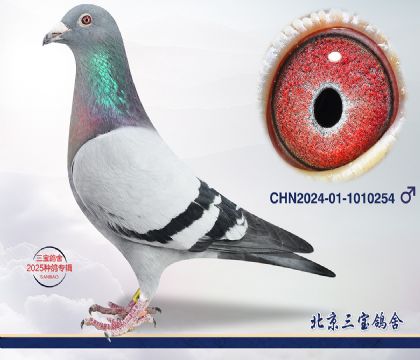 4.吉林克斯小明星近血.1010254