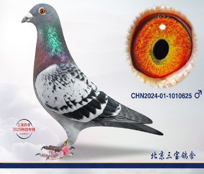 9.奶酪多重近血.1010625