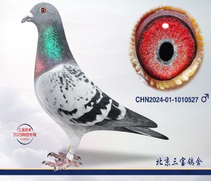 13.中衛(wèi)300公里38名全平輩.1010527