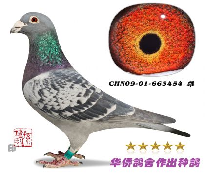 6̖(ho)--SϵAϵ663454-