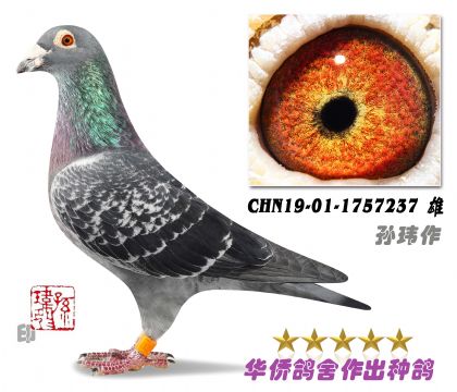 8̖(ho)--ղɭ019ϵ䷶(ni)ϵ-1757237-
