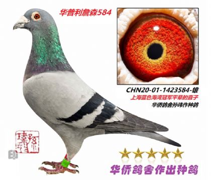 9̖(ho)--ղɭ019ϵѪN-1423584-
