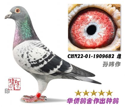 12̖(ho)--ղɭ019ϵѪN1909682-