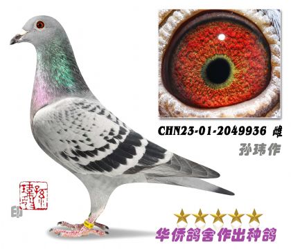 15̖(ho)--ղɭt019ϵѪN2049936-