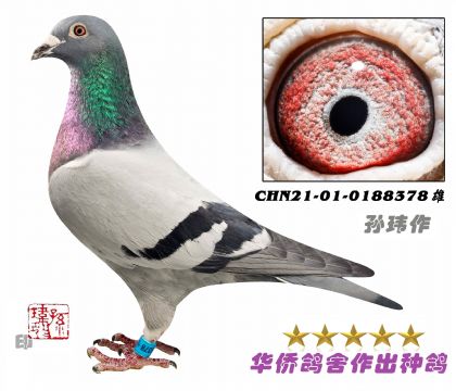 16̖(ho)--ղɭ019ϵػѪN0188378-