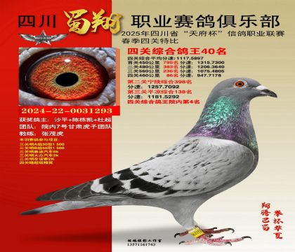 四川蜀翔四關(guān)鴿王40名