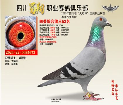 四川蜀翔四關(guān)鴿王53名