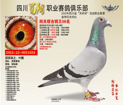 四川蜀翔四關(guān)鴿王56名