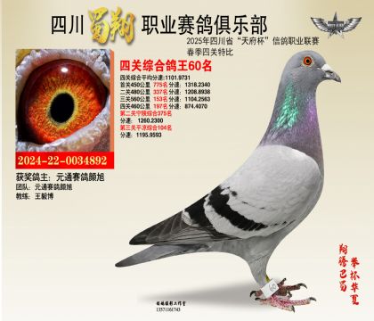 四川蜀翔四關(guān)鴿王60名