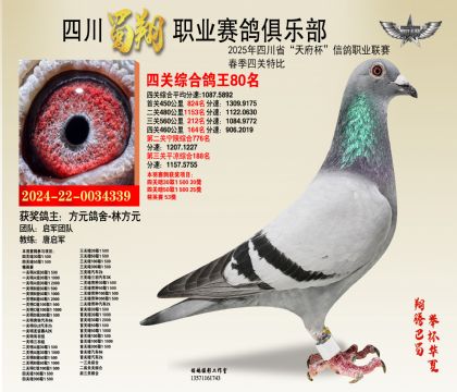 四川蜀翔四關(guān)鴿王80名