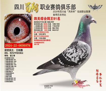 四川蜀翔四關(guān)鴿王91名