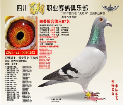 四川蜀翔四關(guān)鴿王97名