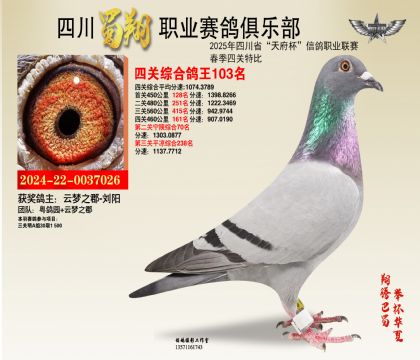 四川蜀翔四關(guān)鴿王103名