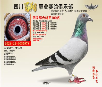 四川蜀翔四關(guān)鴿王109名
