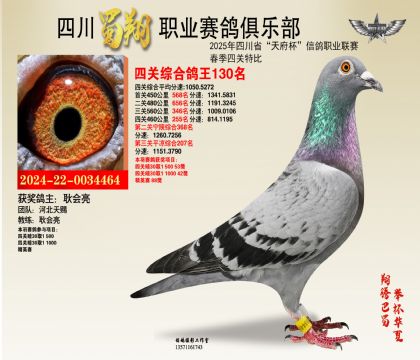 四川蜀翔四關(guān)鴿王130名