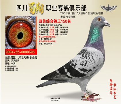 四川蜀翔四關(guān)鴿王150名
