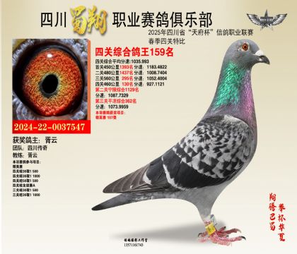 四川蜀翔四關(guān)鴿王159名