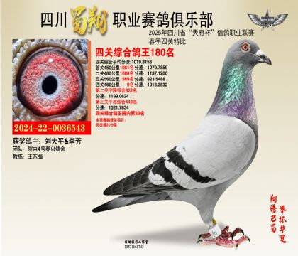 四川蜀翔四關(guān)鴿王180名
