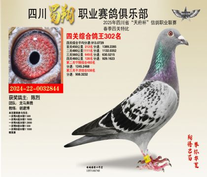 四川蜀翔四關(guān)鴿王302名