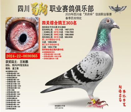 四川蜀翔四關(guān)鴿王303名