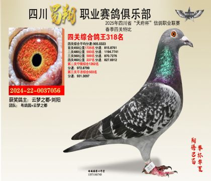 四川蜀翔四關(guān)鴿王318名