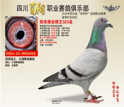 四川蜀翔四關(guān)鴿王323名
