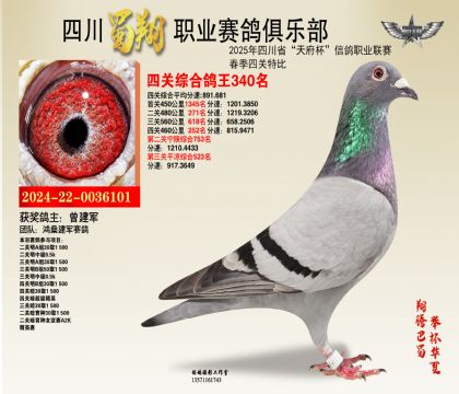 四川蜀翔四關(guān)鴿王340名