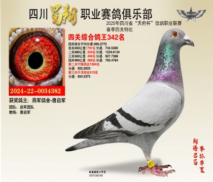 四川蜀翔四關(guān)鴿王342名