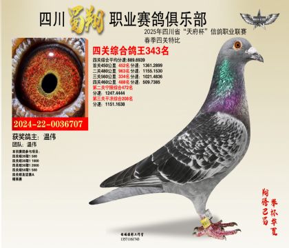 四川蜀翔四關(guān)鴿王343名