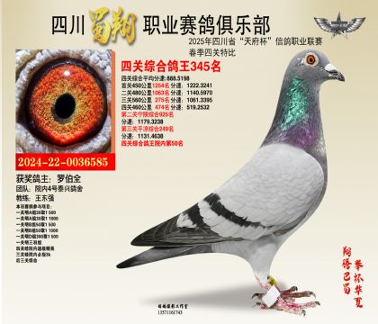 四川蜀翔四關(guān)鴿王345名