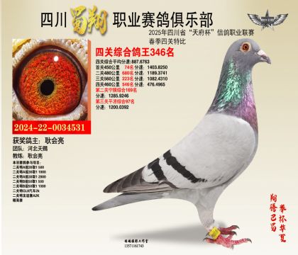 四川蜀翔四關(guān)鴿王346名