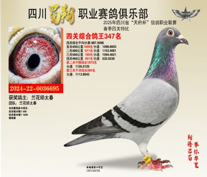四川蜀翔四關(guān)鴿王347名