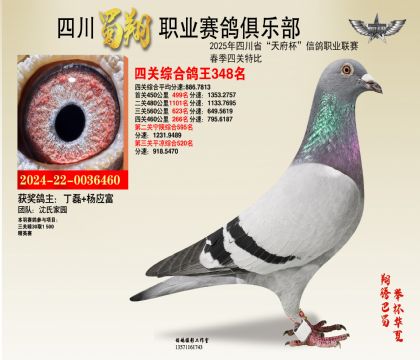 四川蜀翔四關(guān)鴿王348名