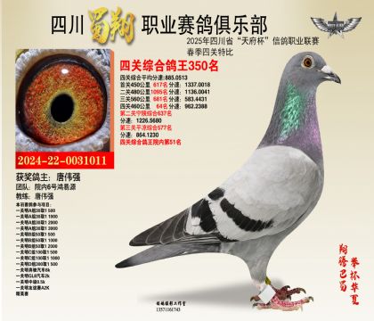 四川蜀翔四關(guān)鴿王350名