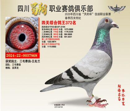 四川蜀翔四關(guān)鴿王372名