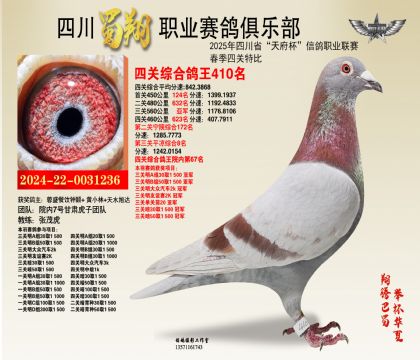 四川蜀翔四關(guān)鴿王410名