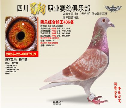 四川蜀翔四關(guān)鴿王436名