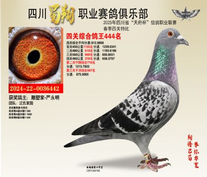四川蜀翔四關(guān)鴿王444名