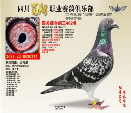 四川蜀翔四關(guān)鴿王462名