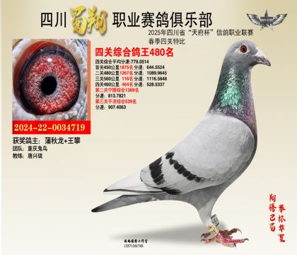 四川蜀翔四關(guān)鴿王480名