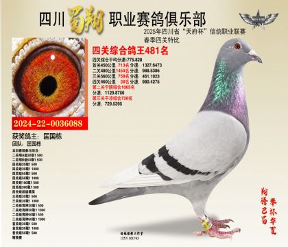 四川蜀翔四關(guān)鴿王481名