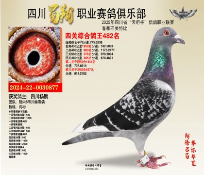 四川蜀翔四關(guān)鴿王482名