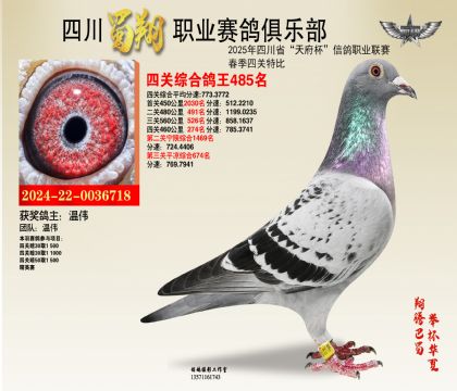 四川蜀翔四關(guān)鴿王485名