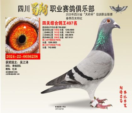 四川蜀翔四關(guān)鴿王497名