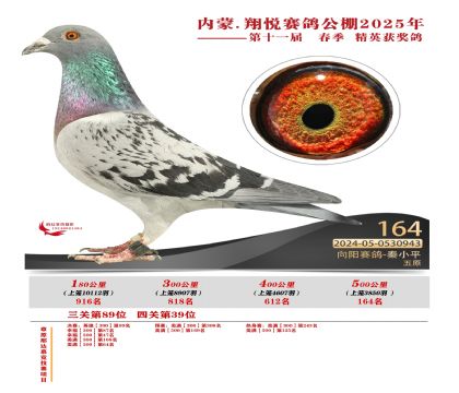 內(nèi)蒙古翔悅決賽164名