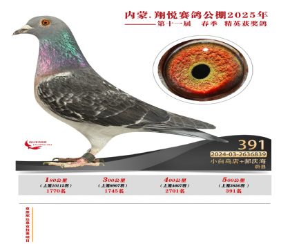 內(nèi)蒙古翔悅決賽391名