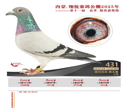 內(nèi)蒙古翔悅決賽431名