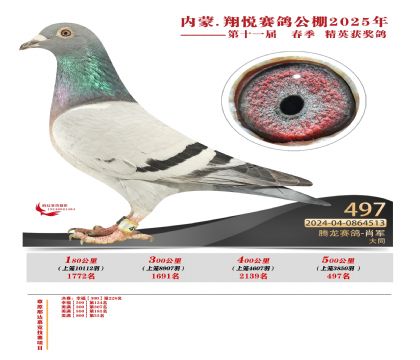 內(nèi)蒙古翔悅決賽497名