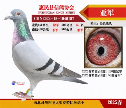 南北對決特比四關鴿王2名