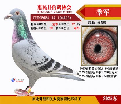 南北對決特比四關鴿王3名